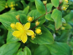 Hypericum hircinum majus