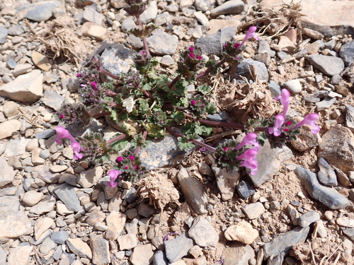 henbit deadnettle photograph by the iNaturalist community