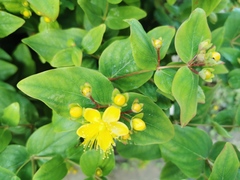 Hypericum hircinum majus