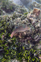 Canthigaster solandri