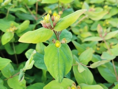 Hypericum hircinum majus