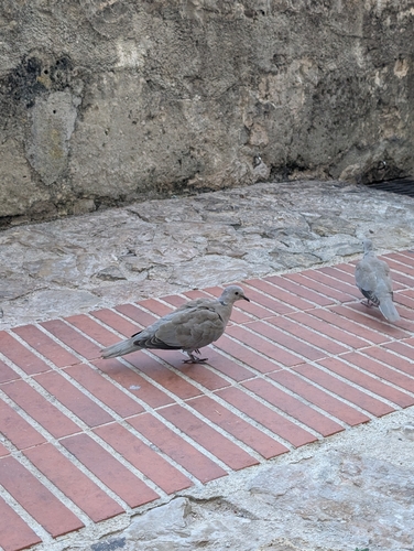 Eurasian Collared-Dove