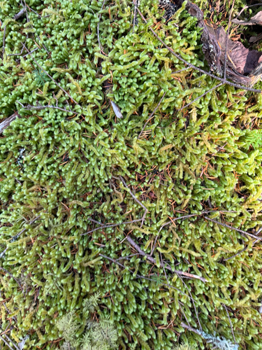 Rhytidiopsis robusta, 2026-10-21