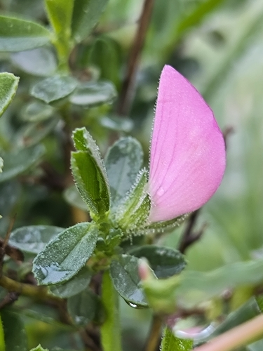 Ononis spinosa observed 2026-10-22