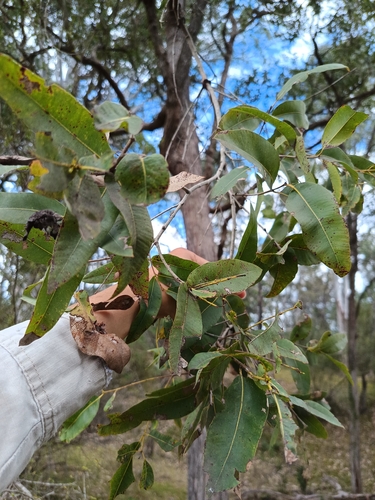 Angophora subvelutina observed 2026-10-10