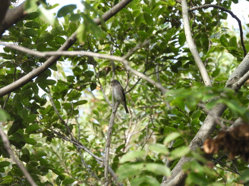 Muscicapa sibirica observed 2026-10-22