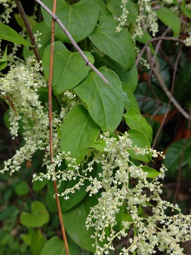 Reynoutria multiflora observed 2026-10-22