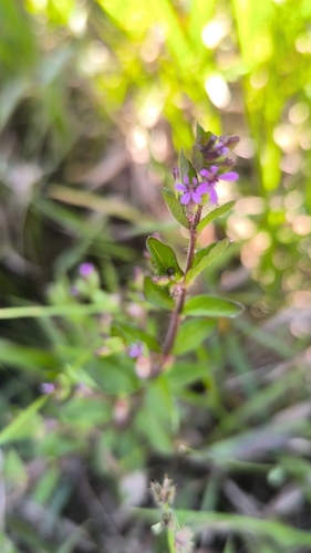 Cuphea carthagenensis observed 2026-10-20