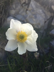 Anemonoides baldensis