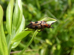 Macrosiagon octomaculata