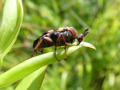 Macrosiagon octomaculata