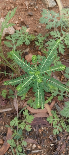 Phyllanthus amarus observed 2026-10-22