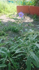Solanum elaeagnifolium