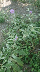 Solanum elaeagnifolium