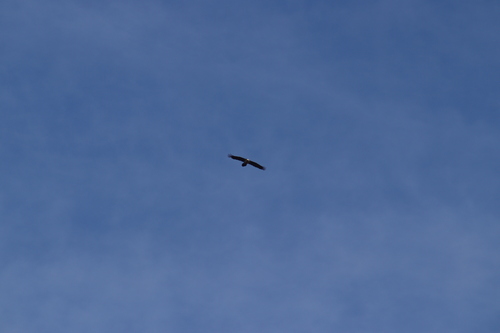 iNaturalist image