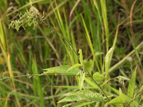 Pleurolobus gangeticus observed 2026-10-21