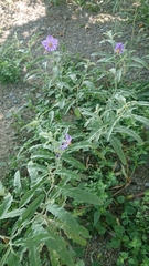Solanum elaeagnifolium