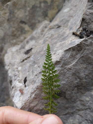 Asplenium fontanum, 2026-10-21
