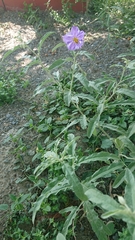 Solanum elaeagnifolium