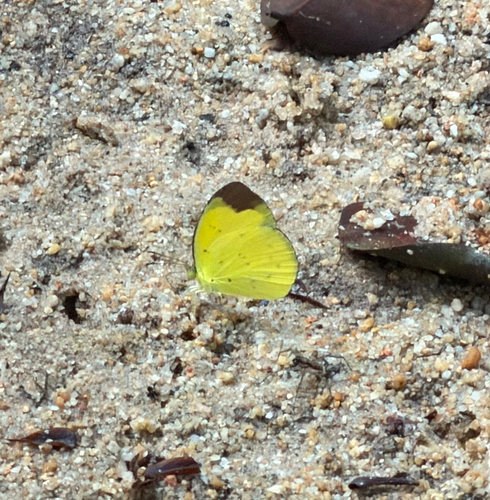 Eurema sari