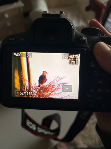 Crested Caracara