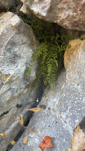 Asplenium fontanum, 2026-10-21