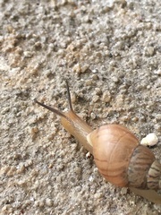 Bulimulus bonariensis image