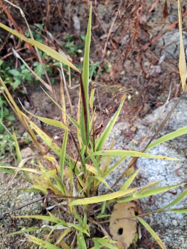Leersia oryzoides observed 2026-10-22