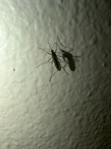 Winter Marsh Mosquito