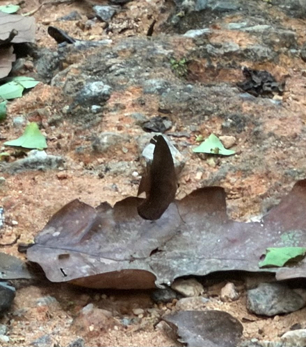 Nymphalidae
