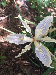 Iris fernaldii