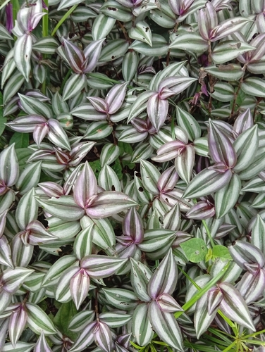 Tradescantia zebrina observed 2026-10-22