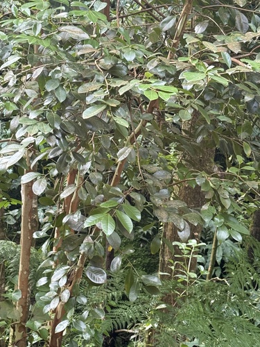 Psidium cattleianum observed 2026-10-22