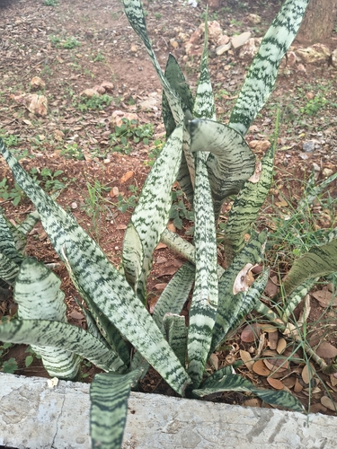 Dracaena trifasciata observed 2026-10-22