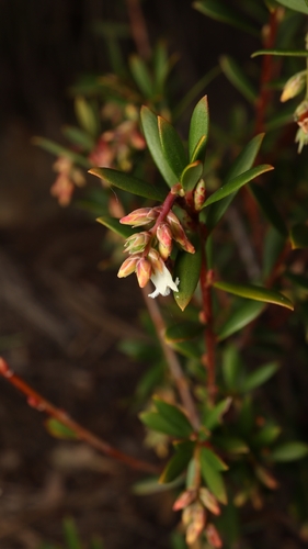 Leucopogon lanceolatus observed 2026-10-22