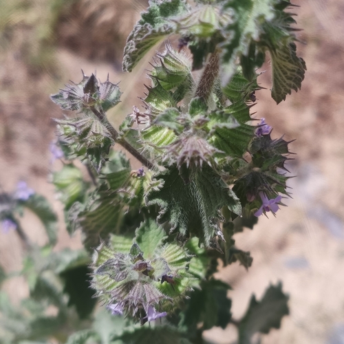 Mesosphaerum suaveolens observed 2026-10-22