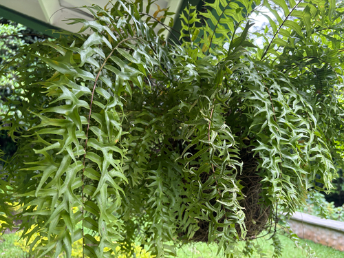 Nephrolepis falcata observed 2026-10-22