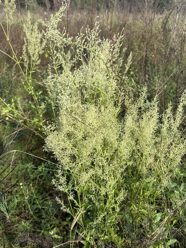 Iresine diffusa observed 2026-10-20