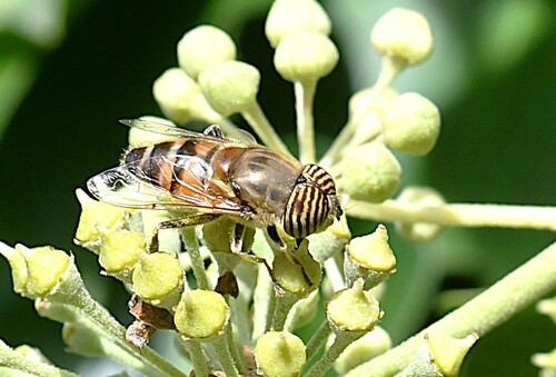 Stripe-eyed Lagoon Fly