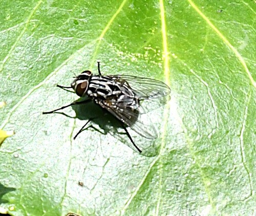 Graphomya maculata