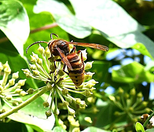 European Hornet