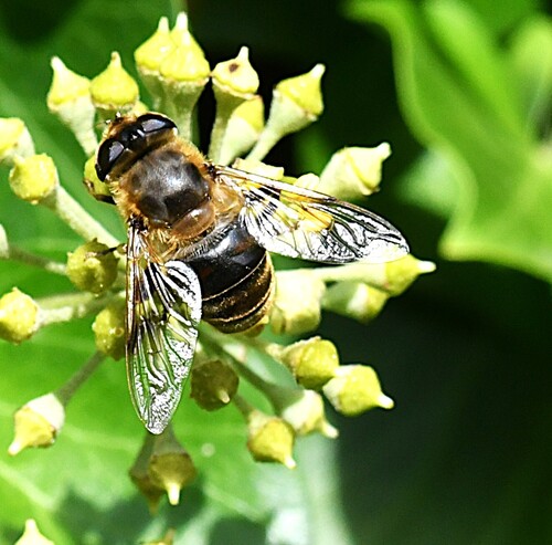 Common Drone Fly