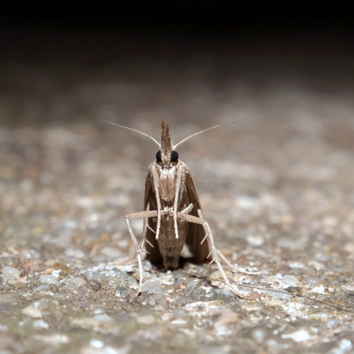 Woolly Grass-veneer Moth photo 2