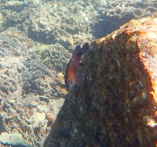Stegastes obreptus observed 2026-10-07