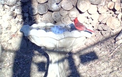 Cardinalis cardinalis