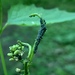 Lipaphis alliariae - Photo (c) jordantackett,  זכויות יוצרים חלקיות (CC BY-NC)