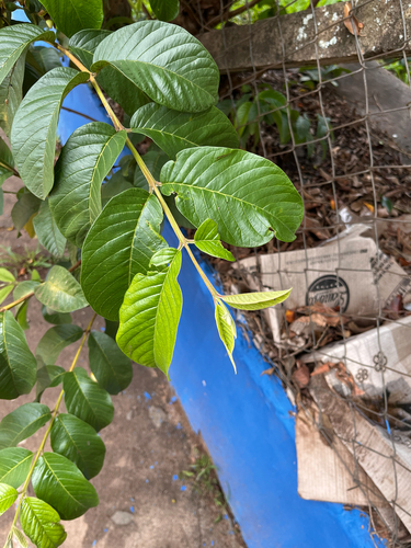 Common guava