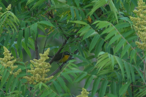 Yellow-breasted Chat