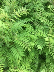 Sorbaria