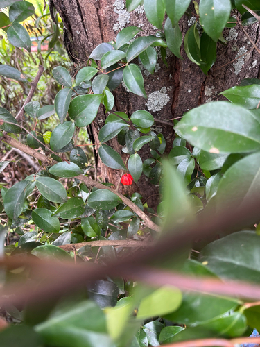 Surinam cherry